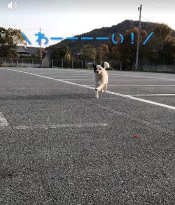 駆け寄る野良犬