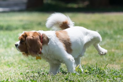 草の上でおしっこする犬