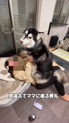 女性の腹の上に座る大型犬
