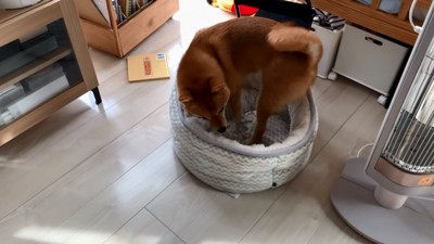 自分の寝床へいく花子ちゃん