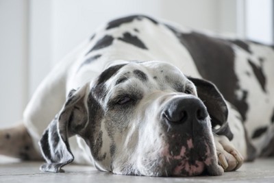あごを床につけて寝そべっている大型犬