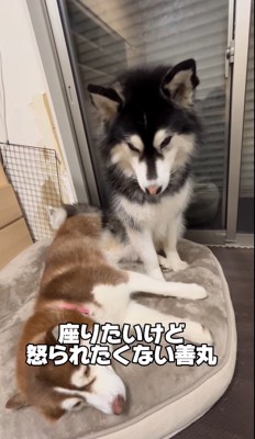 横になっている茶色い大型犬の隣に座る黒い大型犬