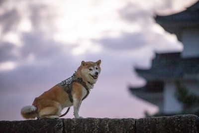 空将