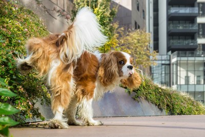 外でおしっこする犬