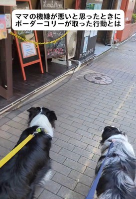 ママの機嫌が悪い時のワンコたちの行動2