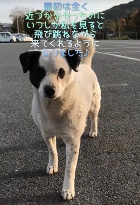 近寄る野良犬