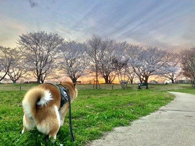 美しい景色