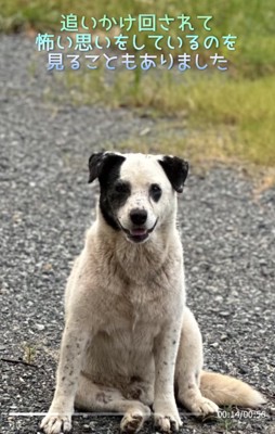 座り込む野良犬