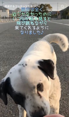 顔を近づける野良犬