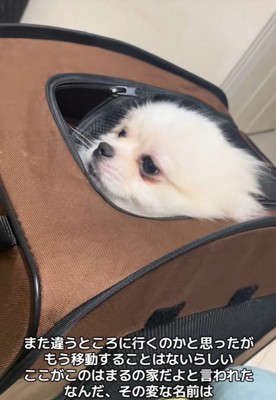 木ノ葉丸くんとの出会い5