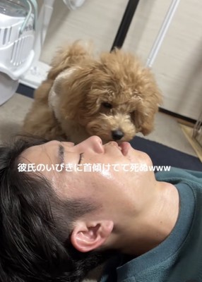 寝ている男性の口を嗅ぐトイプー