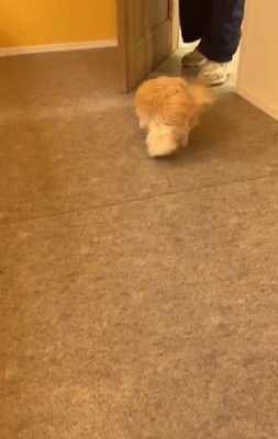 トリマーさんが来た！！