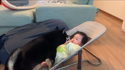 赤ちゃんの手を舐める柴犬さん