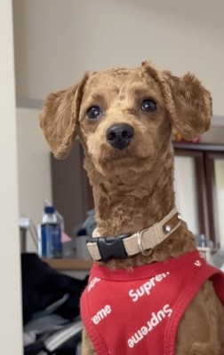 まるで別犬…