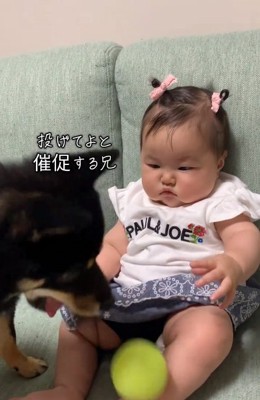 催促する柴犬さん