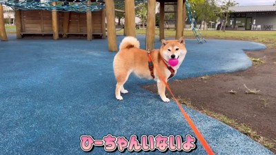 ひよりちゃんはまだ?