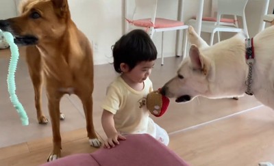 元保護犬2匹と赤ちゃんの日常