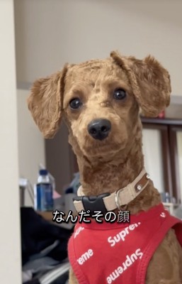 謎の頷き
