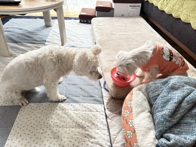 おやつ
