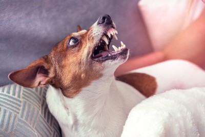 撫でようとした飼い主に激怒する犬
