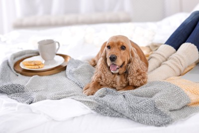 冬の室内の女性と犬