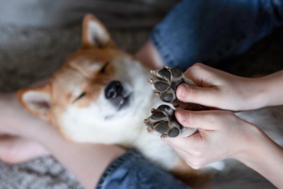 柴犬の肉球