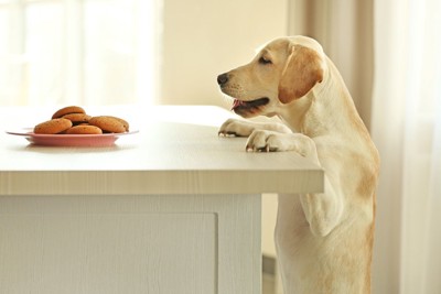 テーブルのお菓子を狙う犬