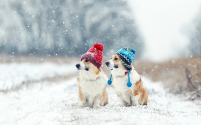 雪とコーギー
