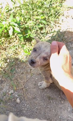 可愛い目でアイコンタクト