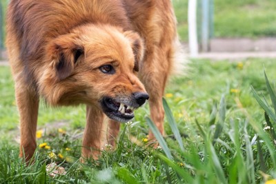 鼻にシワを寄せ歯をむき出す犬