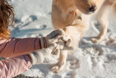 雪の中の犬