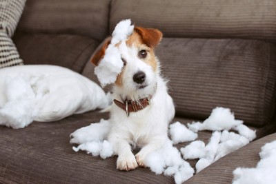 いたずらをしている犬