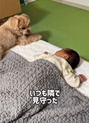 寝ている赤ちゃんと犬