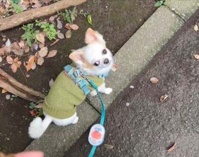 散歩