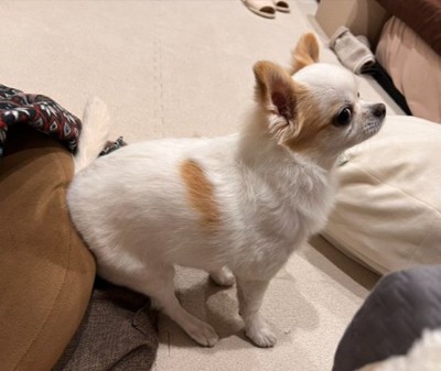 おしり
