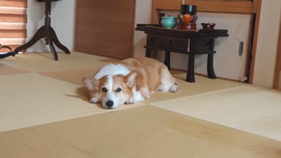 コーギーのはなちゃん