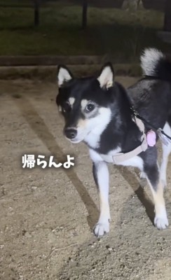 強い意思！