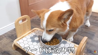 ご飯を食べるはなちゃん
