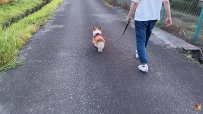 スピードアップするはなちゃん