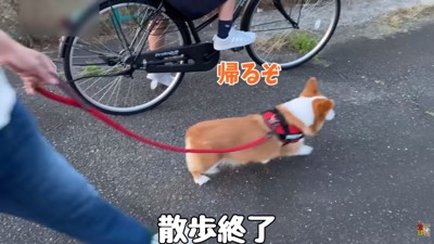 Uターンするはなちゃん