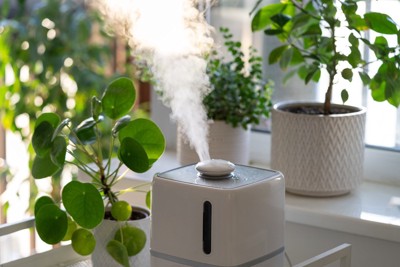 観葉植物と加湿器