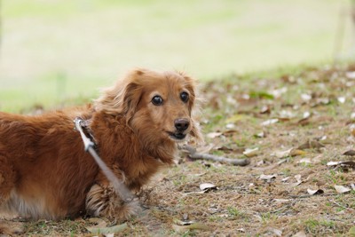 お散歩、茶のダックス