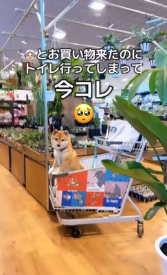 カートの中の柴犬