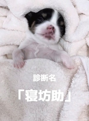 タオルにくるまれて眠る犬