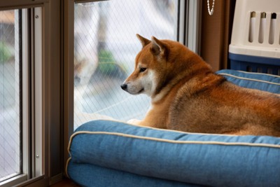 留守番中の柴犬