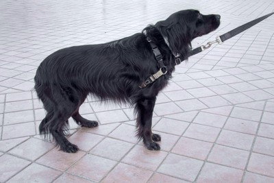 尻尾が下がっている黒い犬