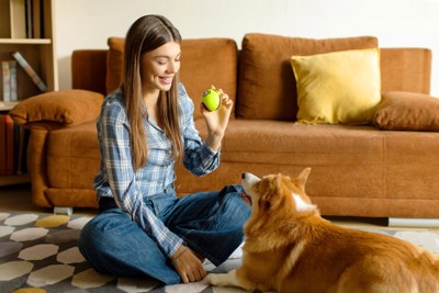 女性の持っているボールを見つめる犬