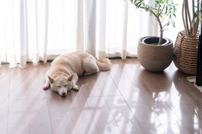 窓辺で昼寝する犬
