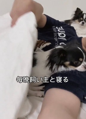 飼い主と一緒に布団に入る犬