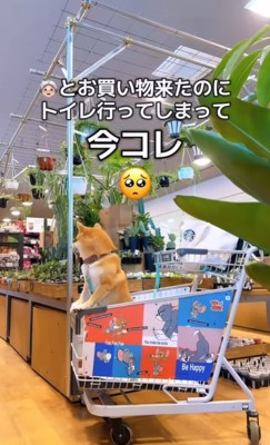 カートの中の柴犬